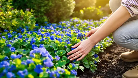 Plant van de eeuw: deze blauwe vaste plant belooft een onderhoudsvrij bloementapijt, volgens tuinexperts.